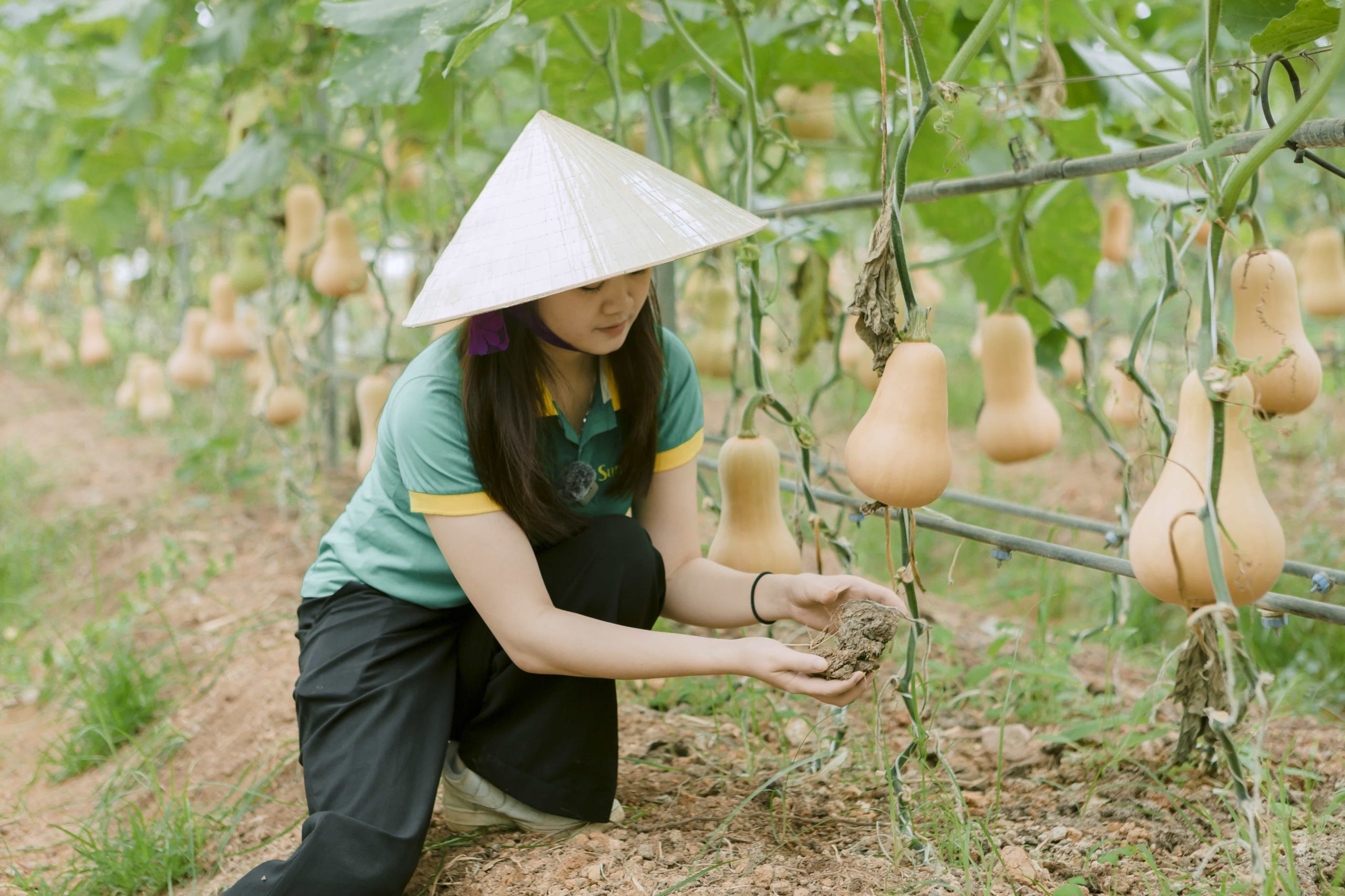 Đất trồng bí hạt đậu tơi xốp nhờ có phân chuồng hoai mục