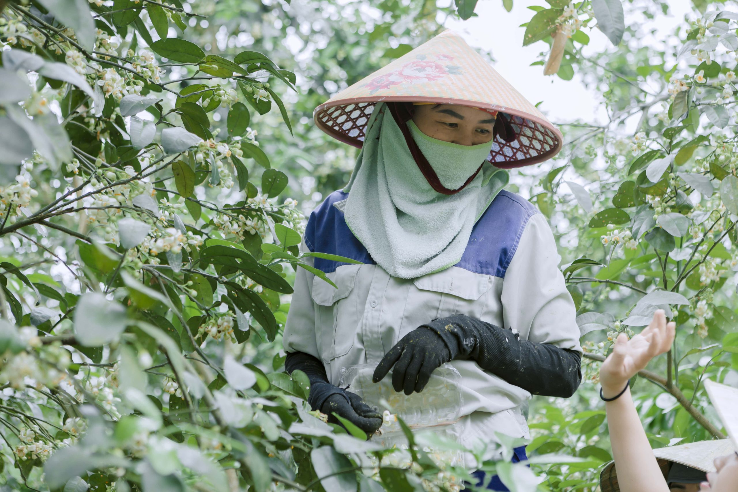 Bưởi Phúc Trạch hữu cơ được thụ phấn bằng tay