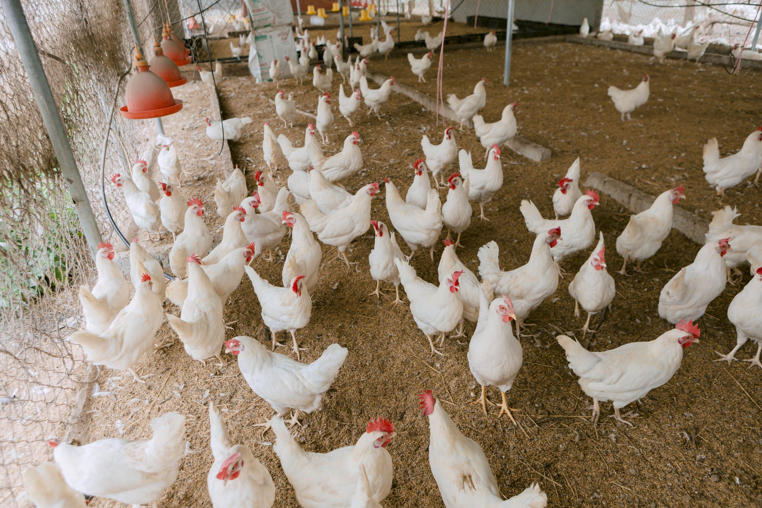 Gà Ai Cập trắng nuôi lấy trứng