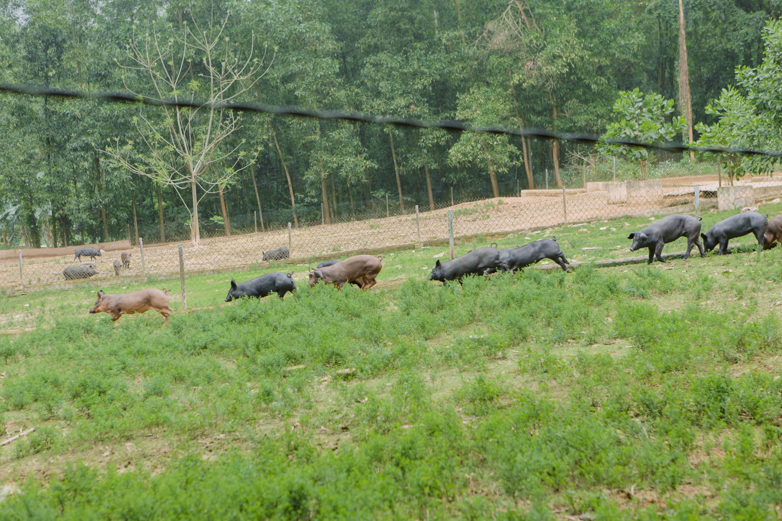 Chăn nuôi lợn đen bản địa bán hoang dã