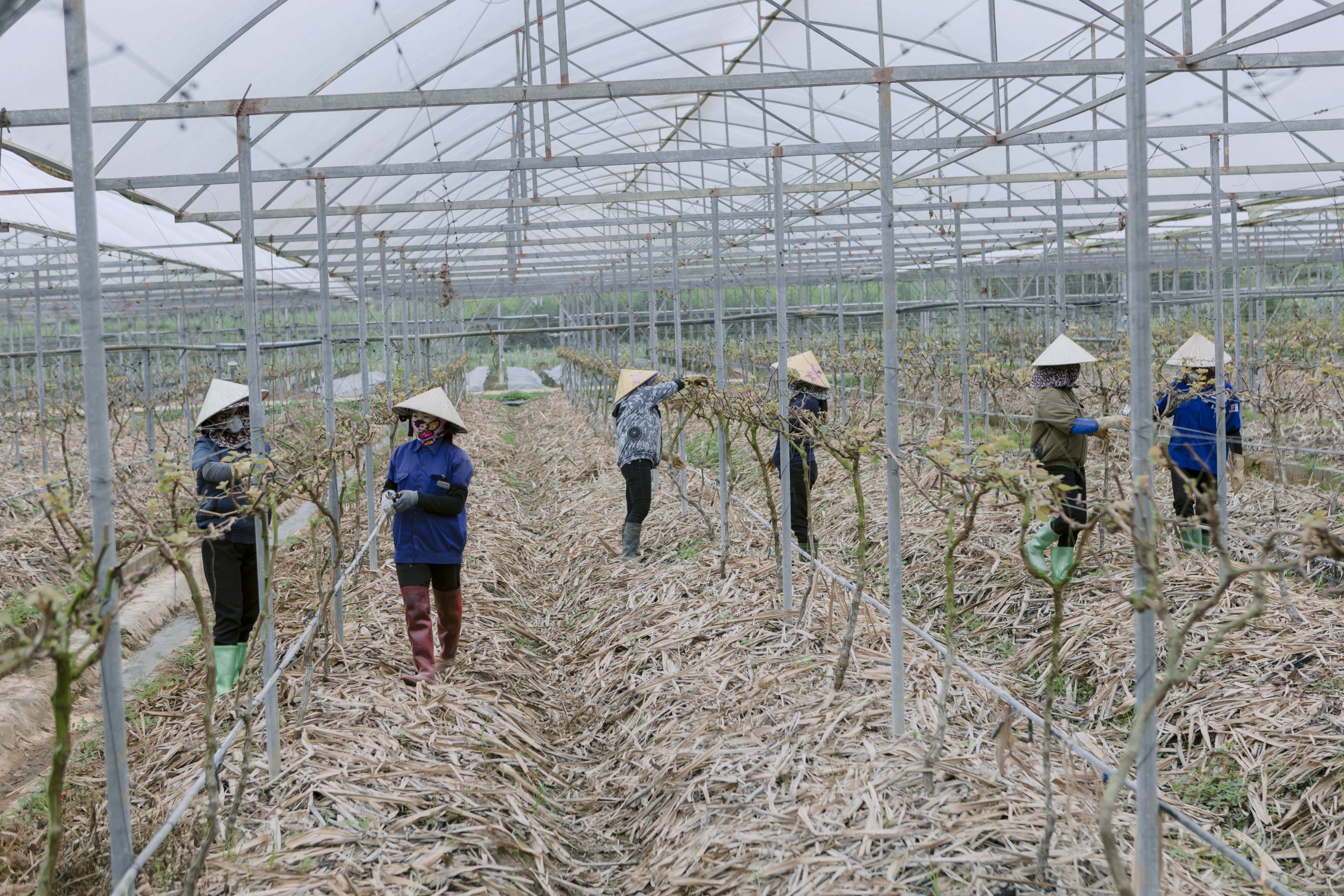 Canh tác nho hạt đen