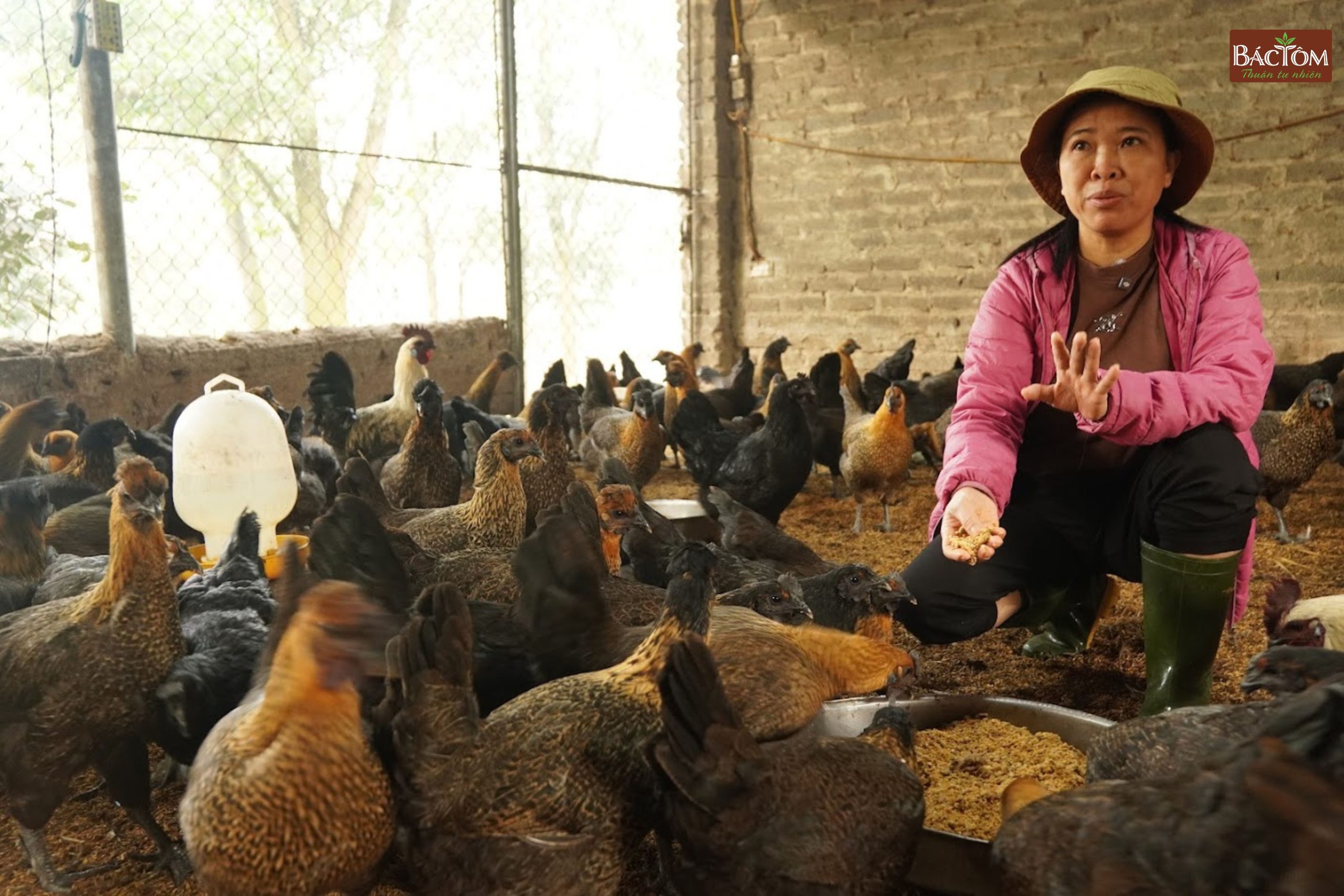 trang trại gà vi sinh thu thoan 4