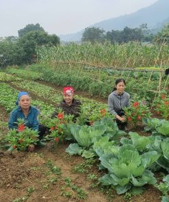 Alternative view of Rau Trại Hòa
