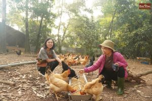 trang trại gà vi sinh Thu Thoan