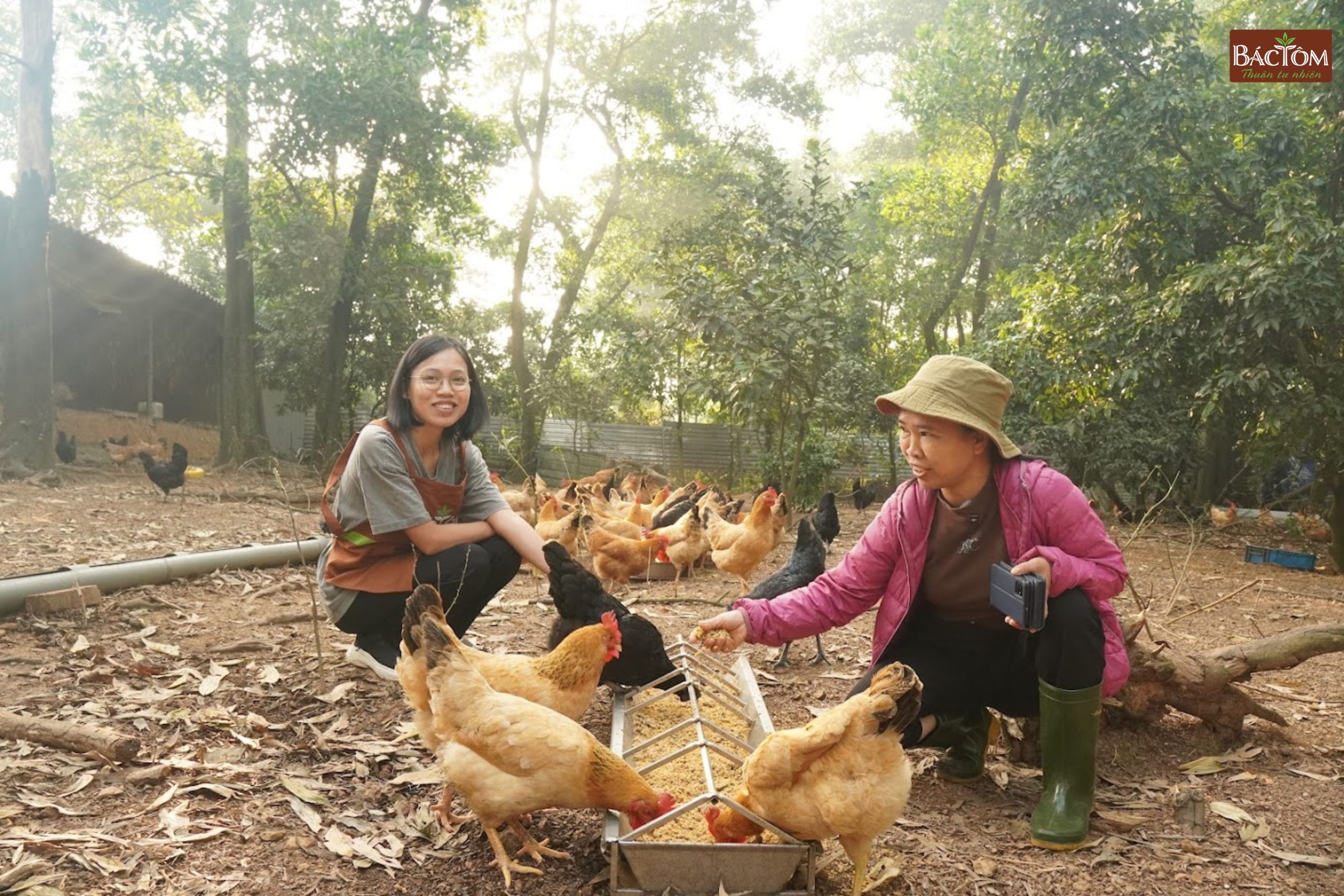 trang trại gà vi sinh Thu Thoan