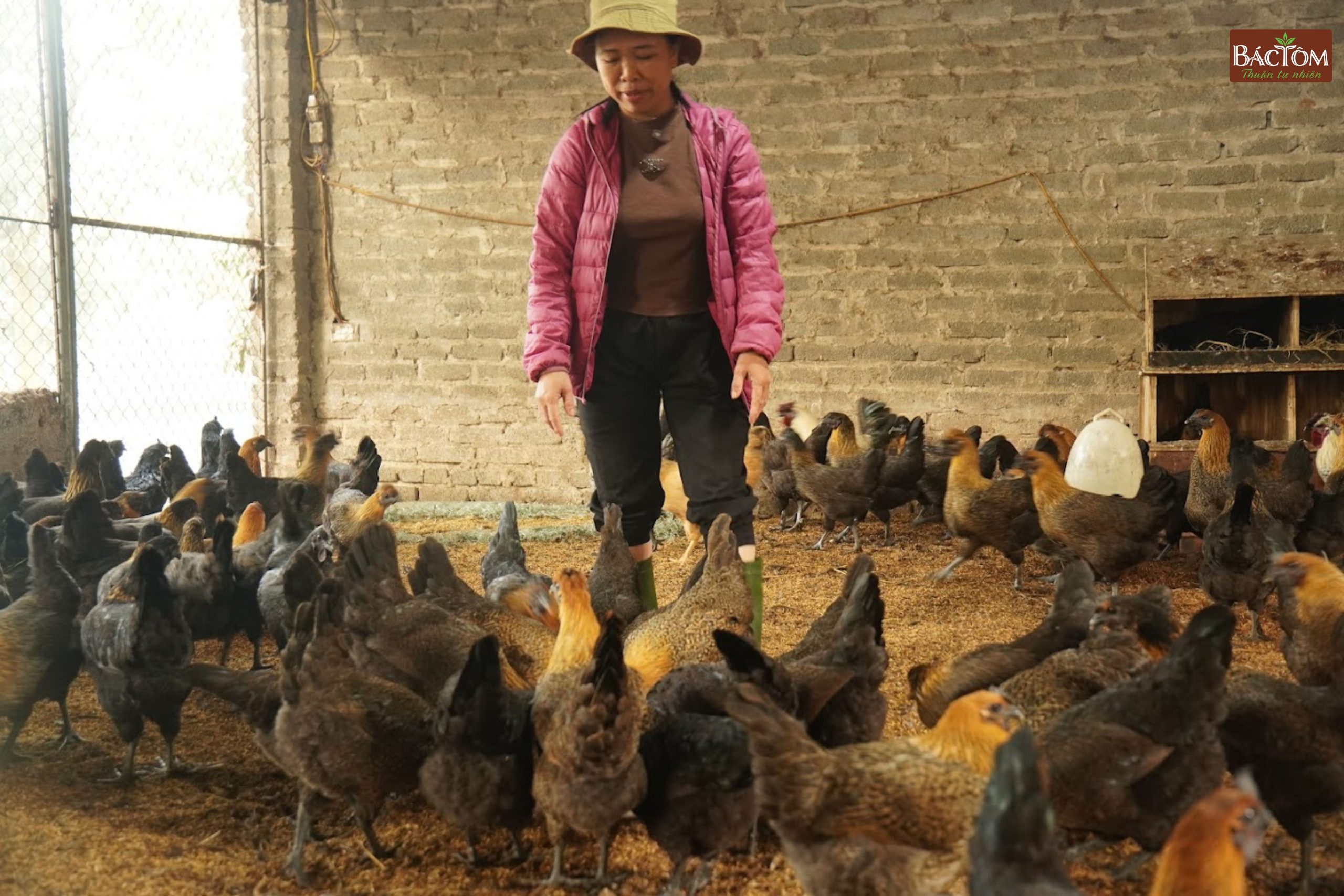 trang trại gà vi sinh thu thoan 6