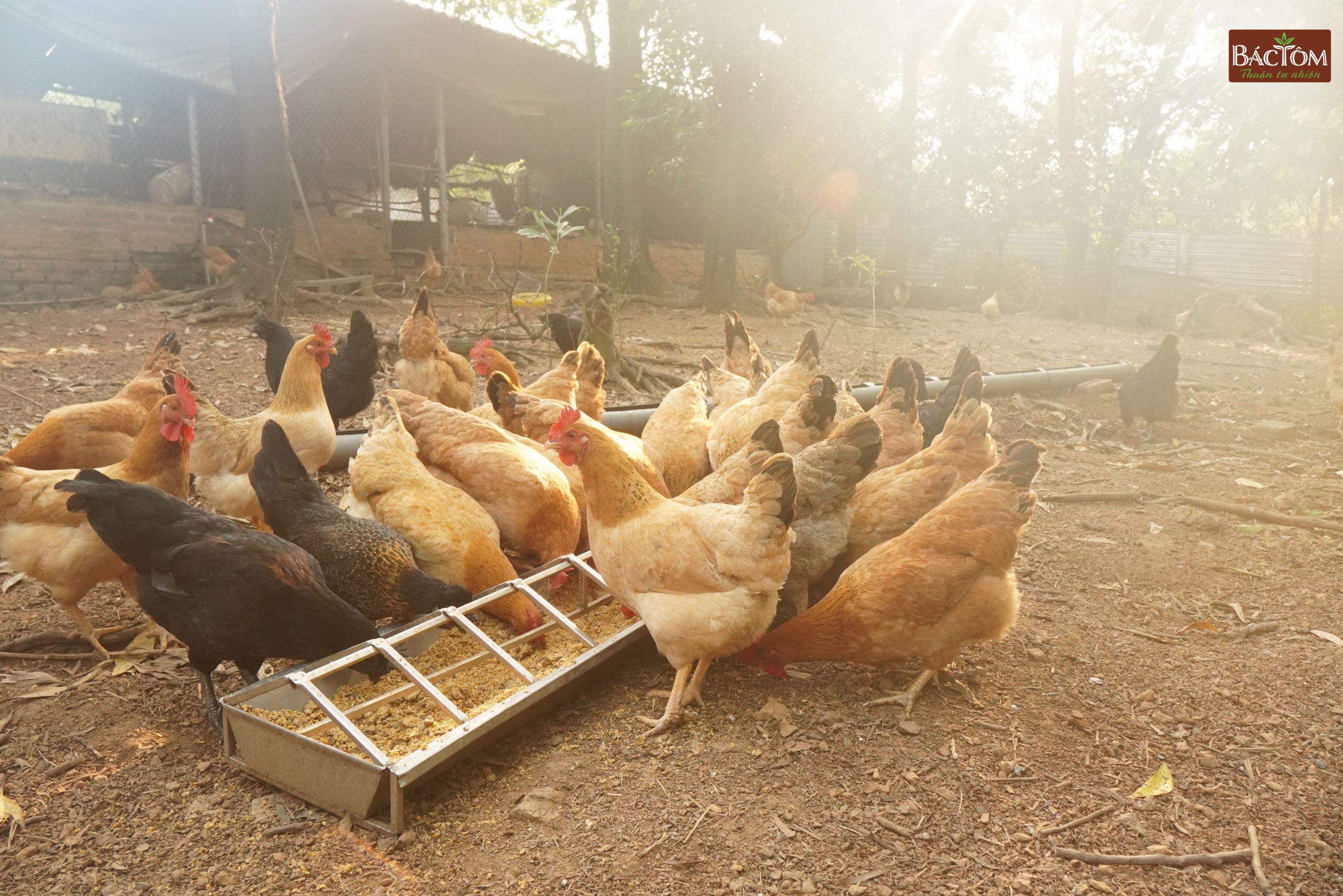 trang trại gà vi sinh thu thoan 5