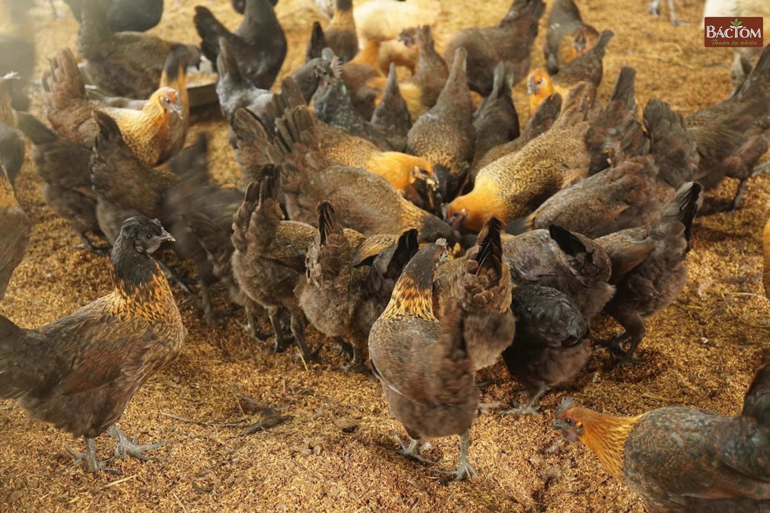 trang trại gà vi sinh thu thoan 3
