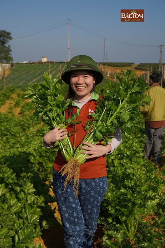 Cần tây ép nước HTX nông xanh