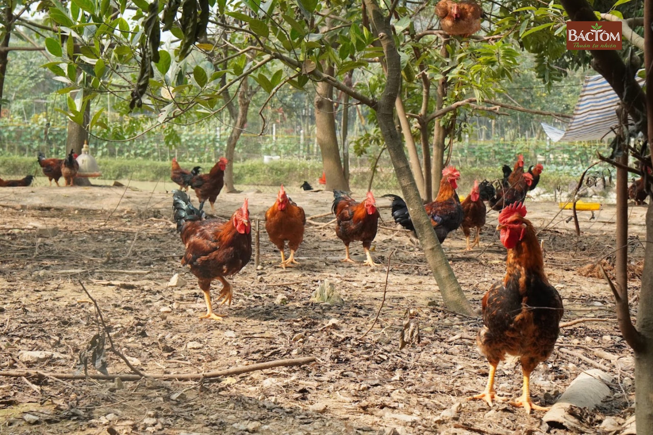 trang trại gà diệp hà 2