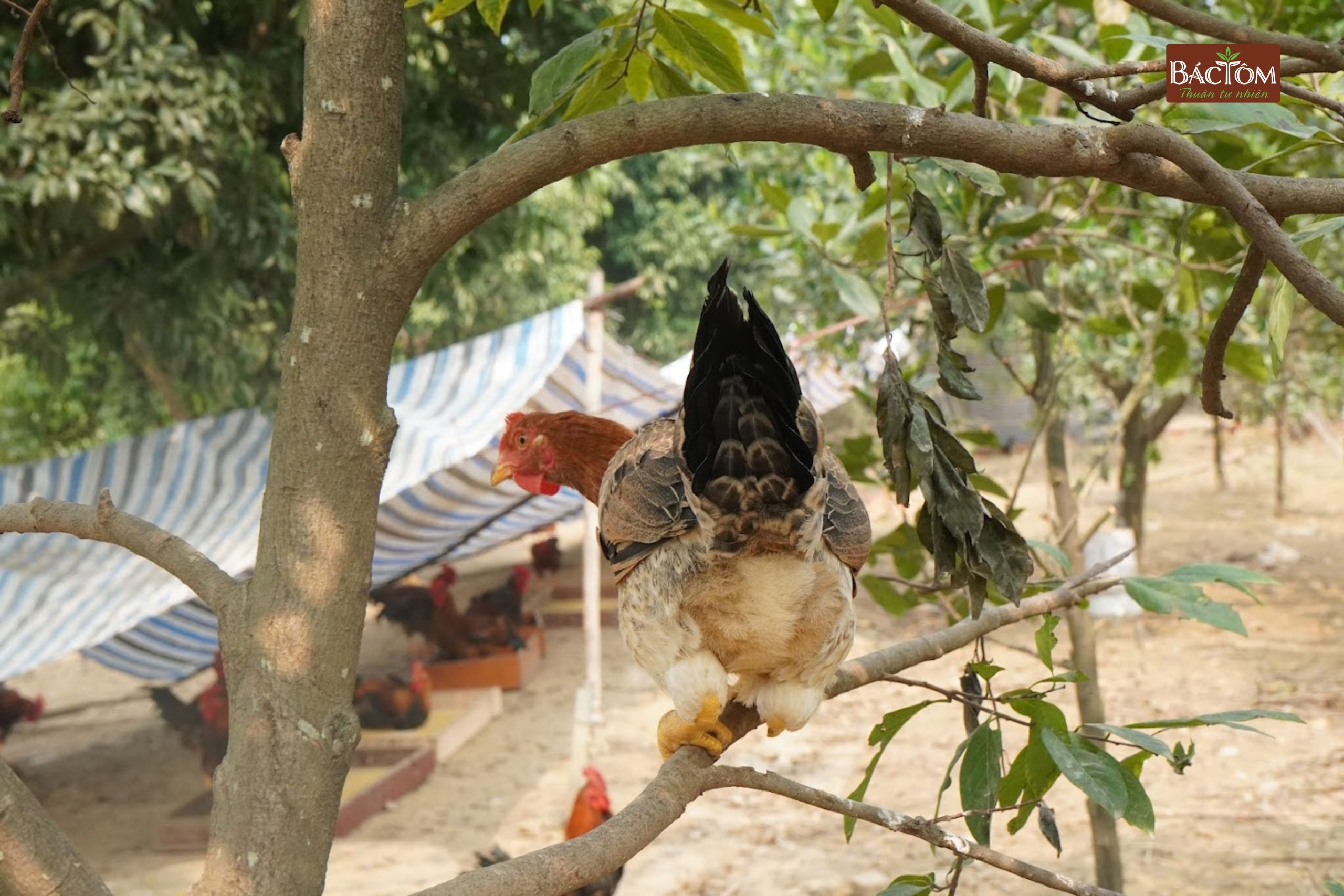 trang trại gà diệp hà 3