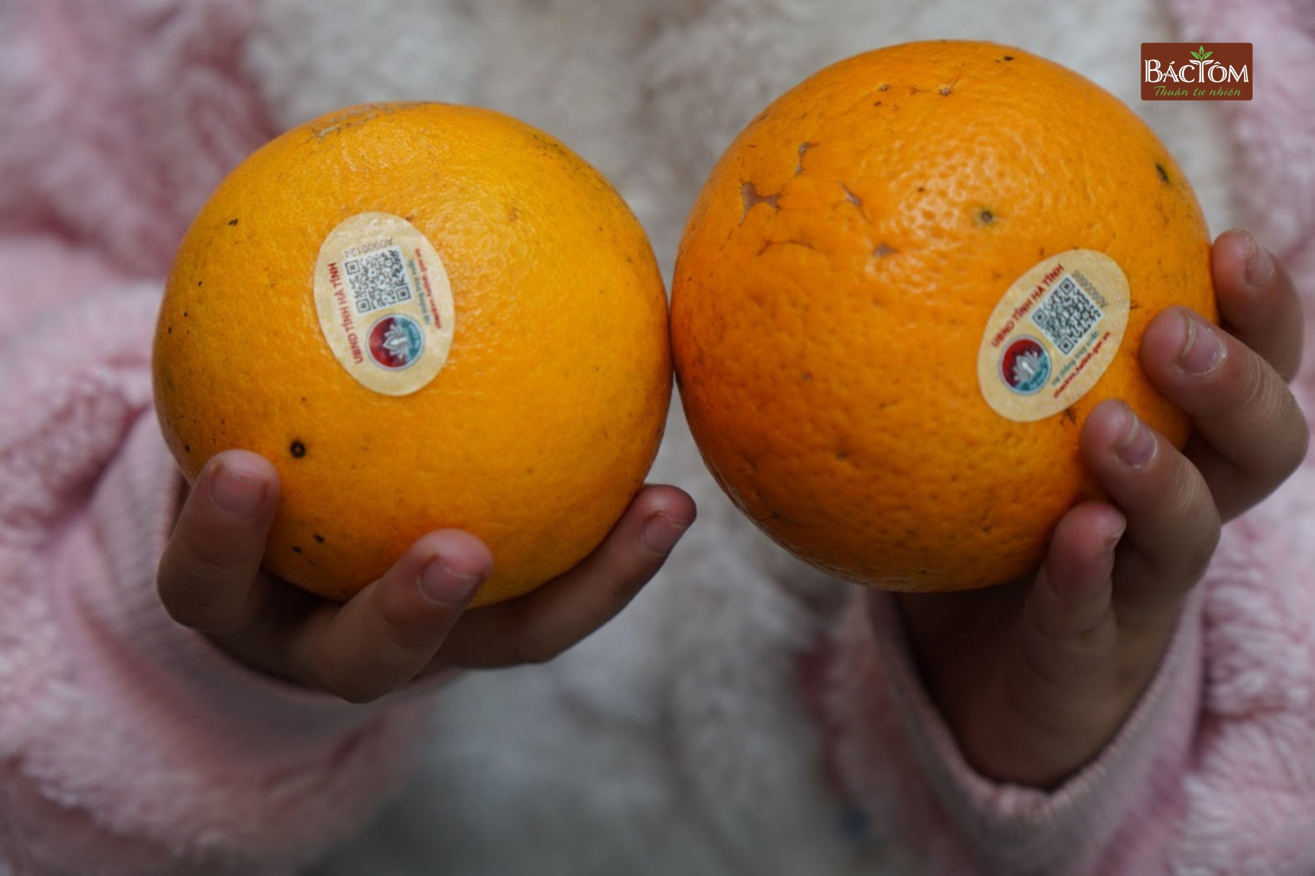 Cam giòn thượng lộc 2