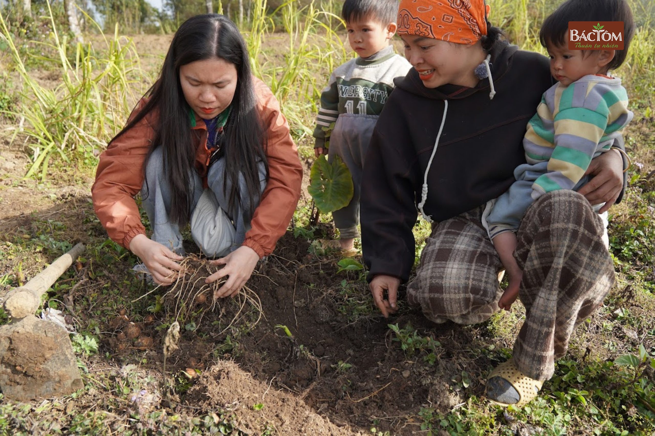 Khoai sọ 1941M farm