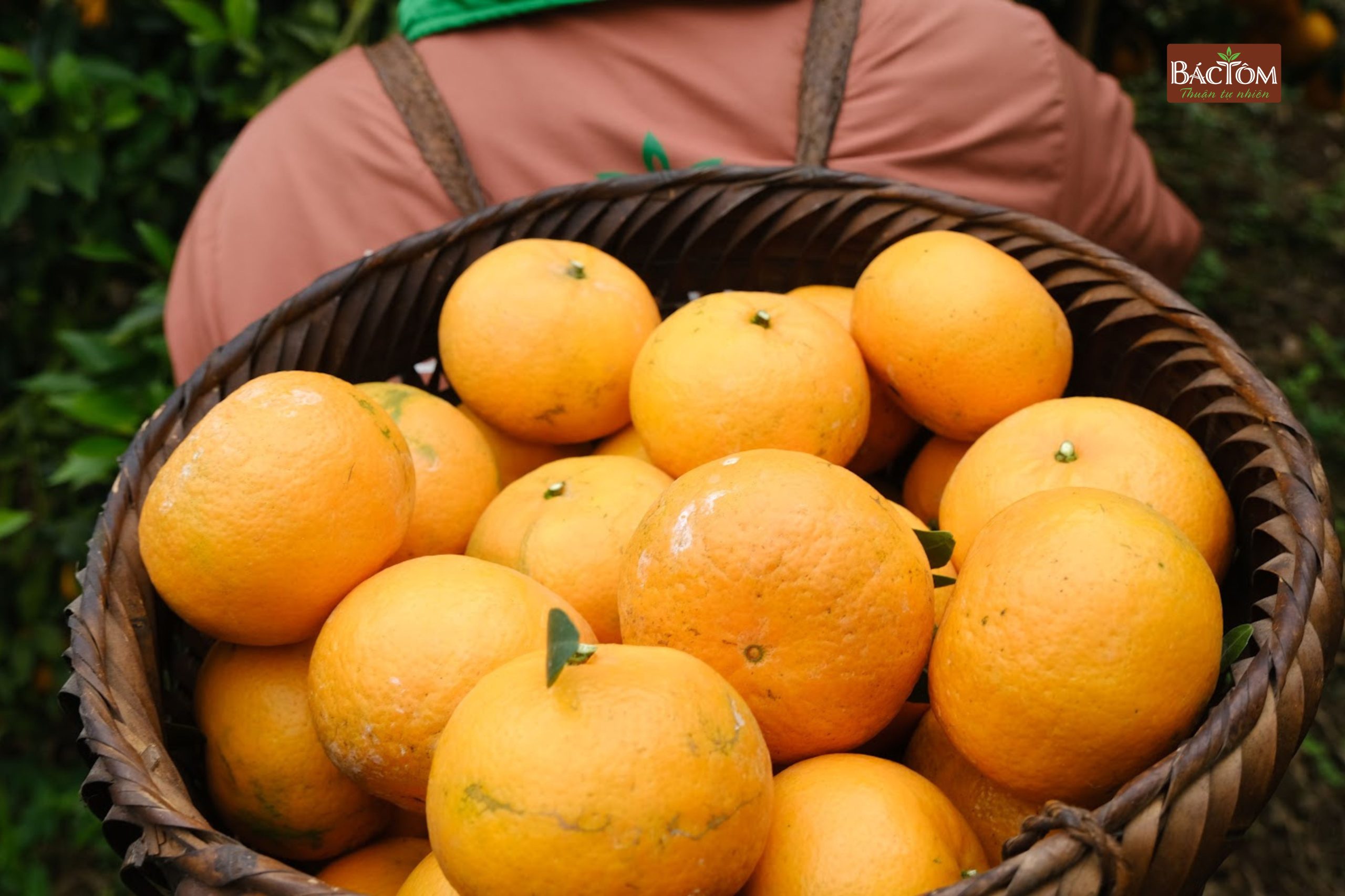 Vườn quýt Sim Vitropi 7