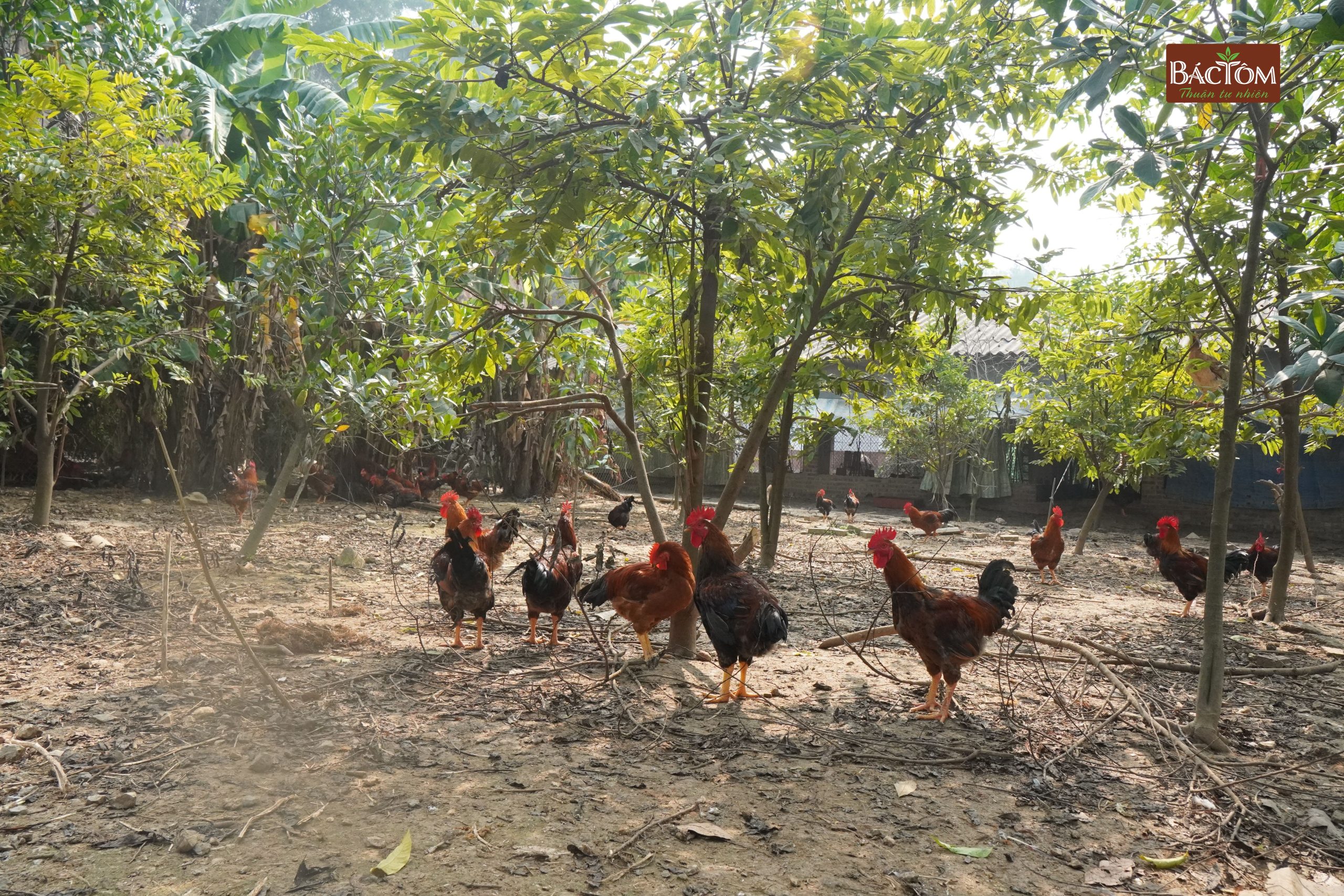 trang trại gà diệp hà 1