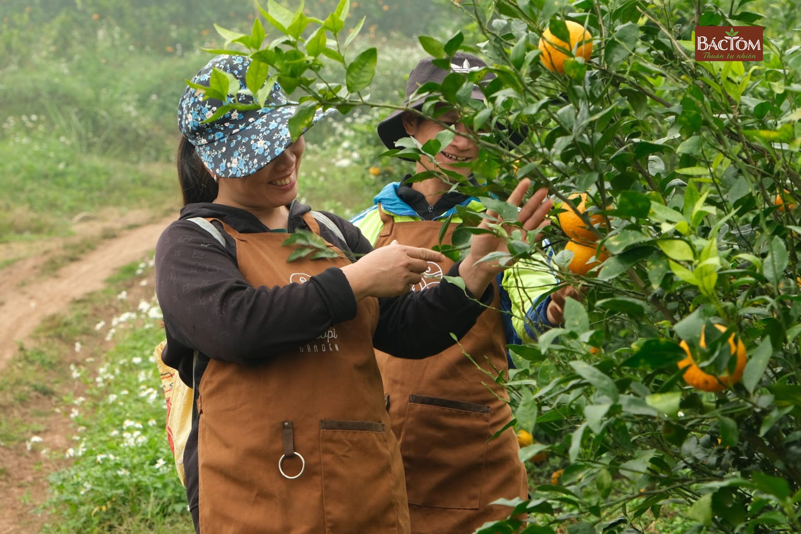 Vườn quýt Sim Vitropi 3