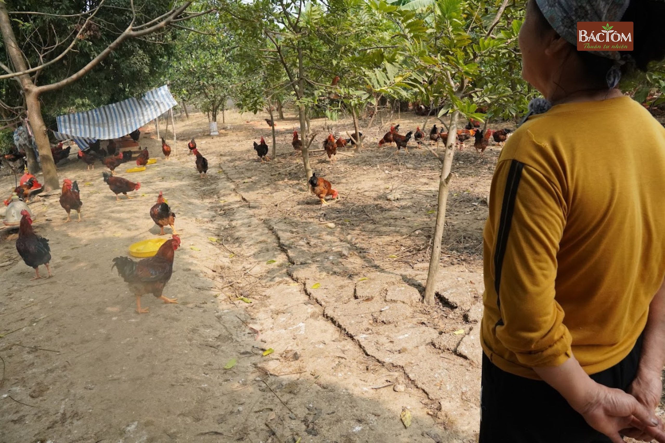 trang trại gà diệp hà