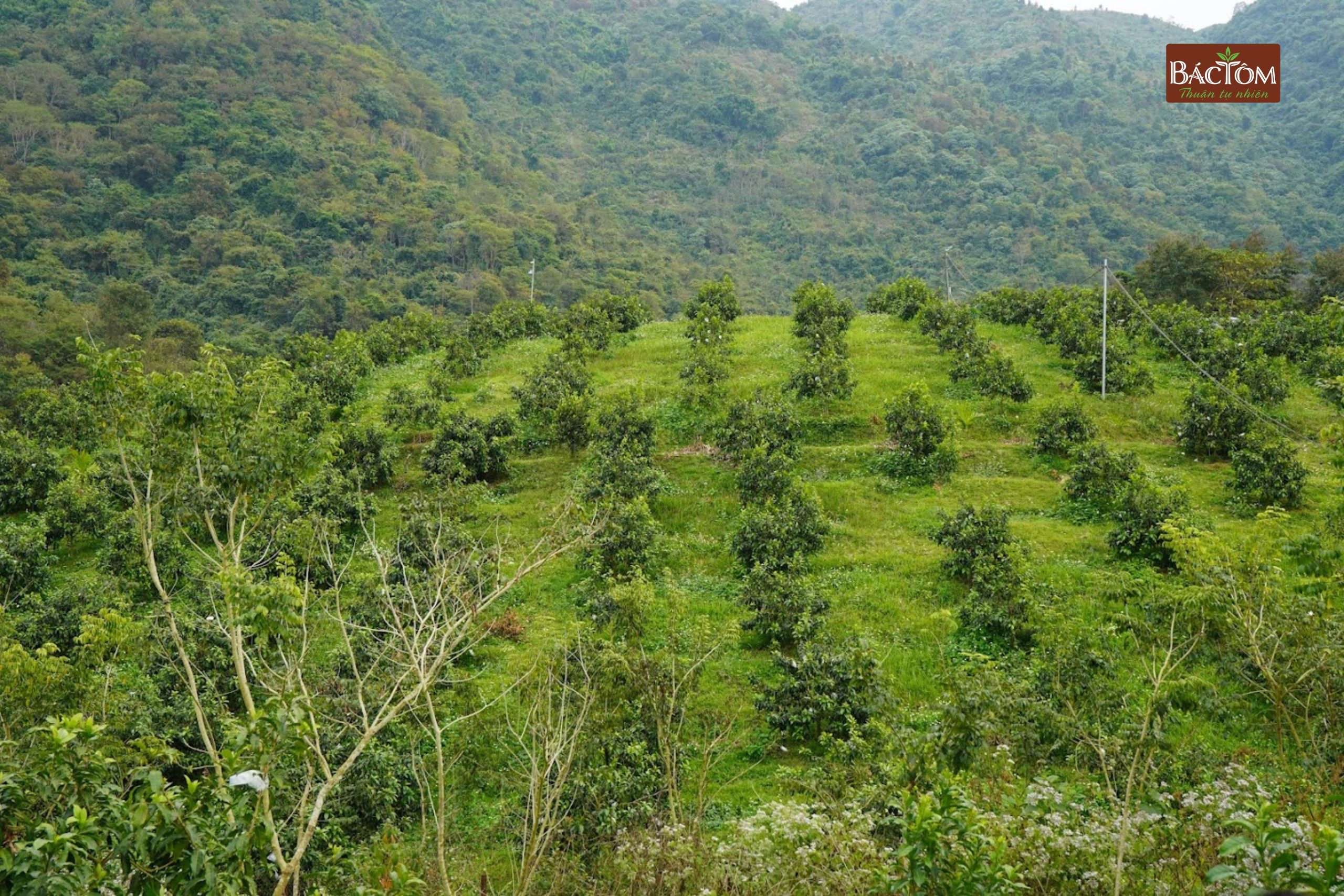 Farm vú sữa Hoàng Toàn 1