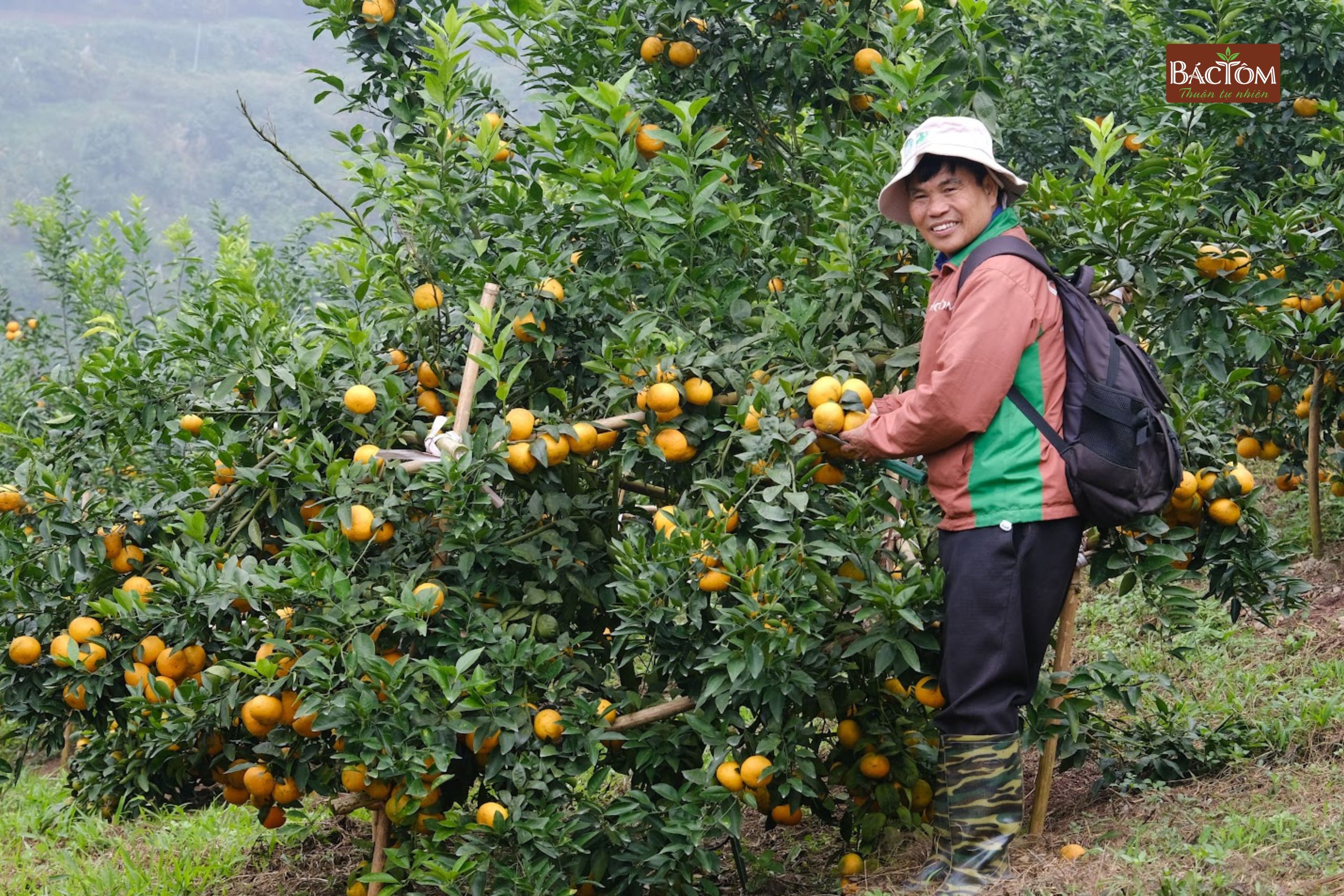 Vườn quýt Sim Vitropi 8