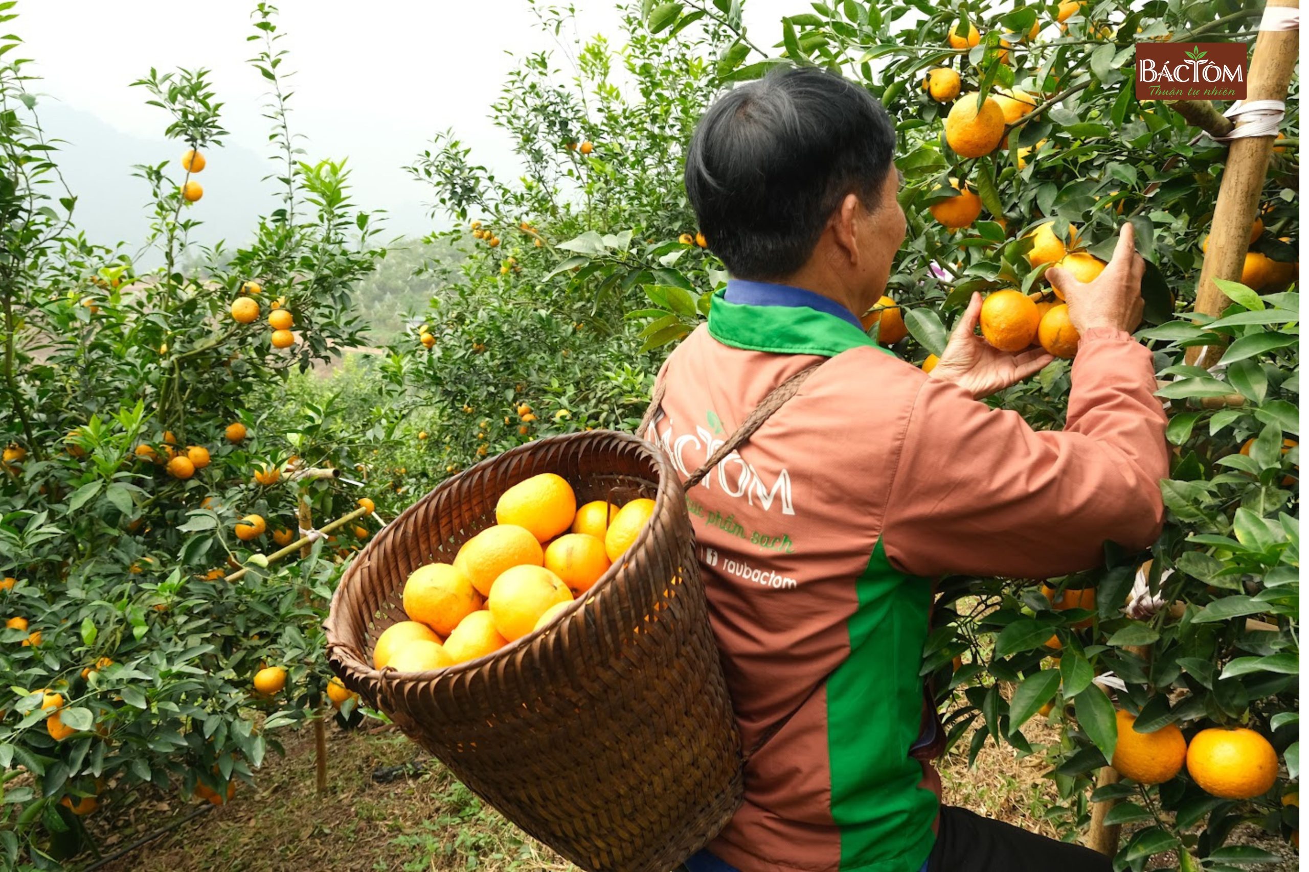 Vườn quýt Sim Vitropi 6