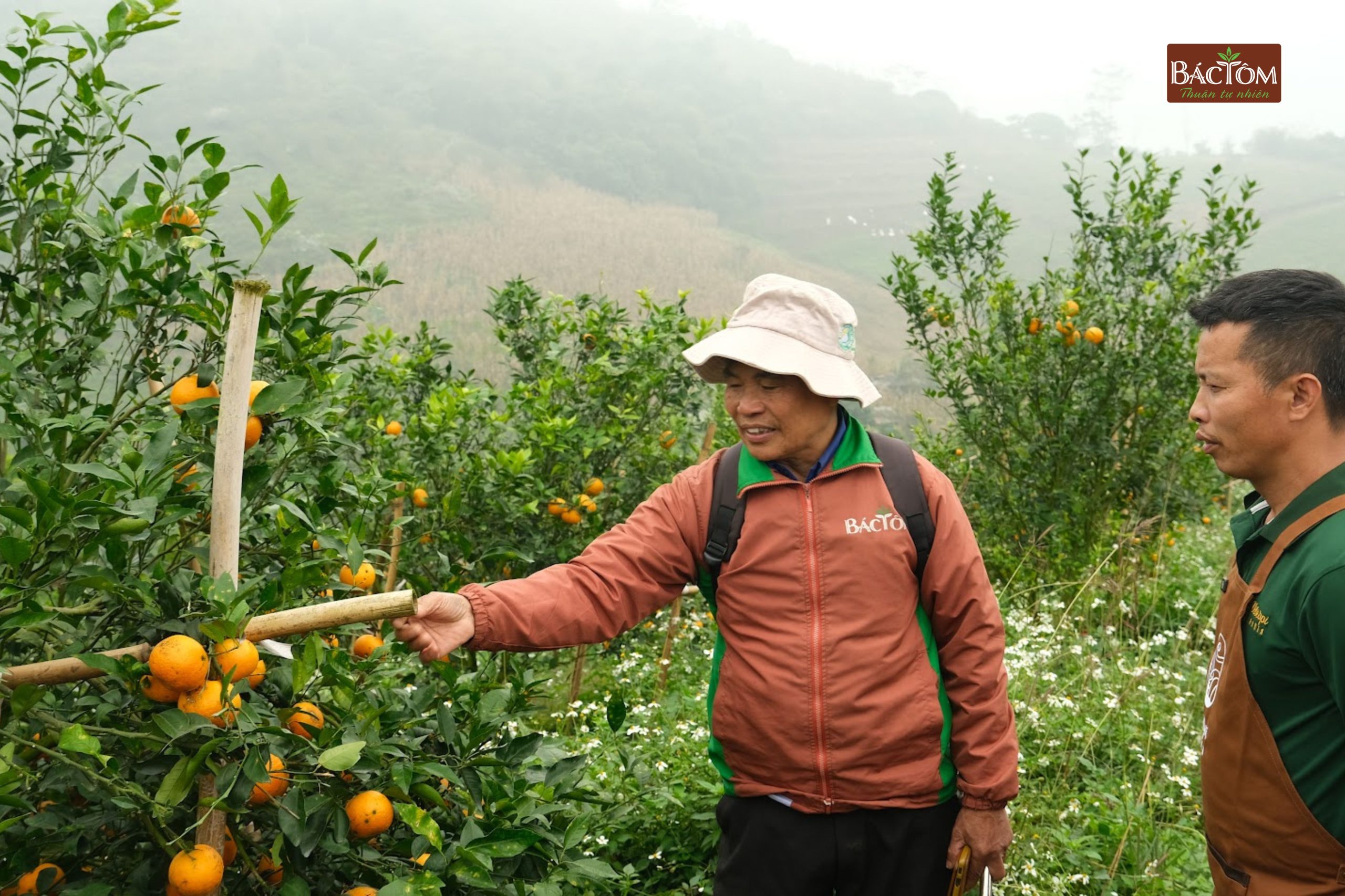 Vườn quýt Sim Vitropi 2