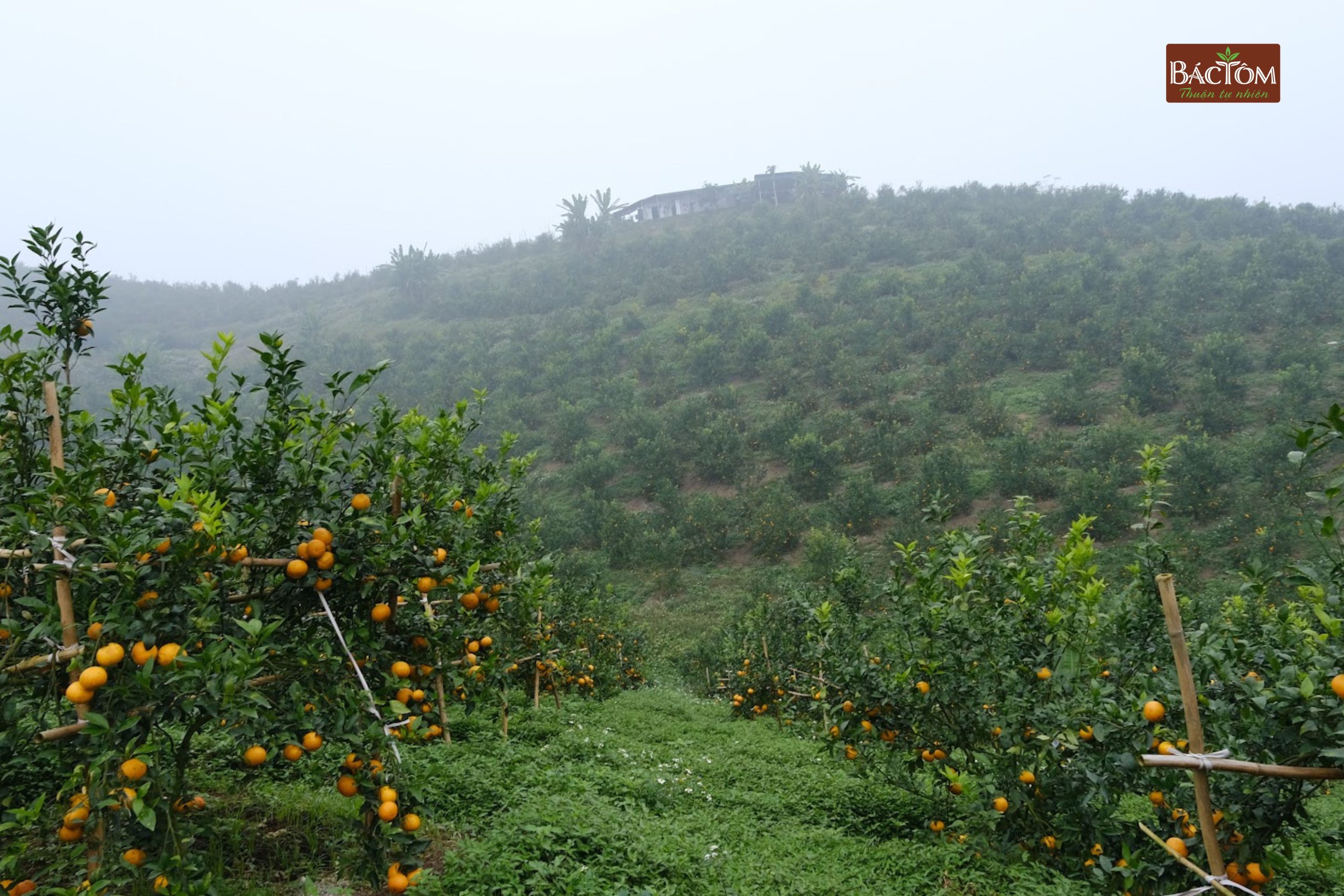Vườn quýt Sim Vitropi 1
