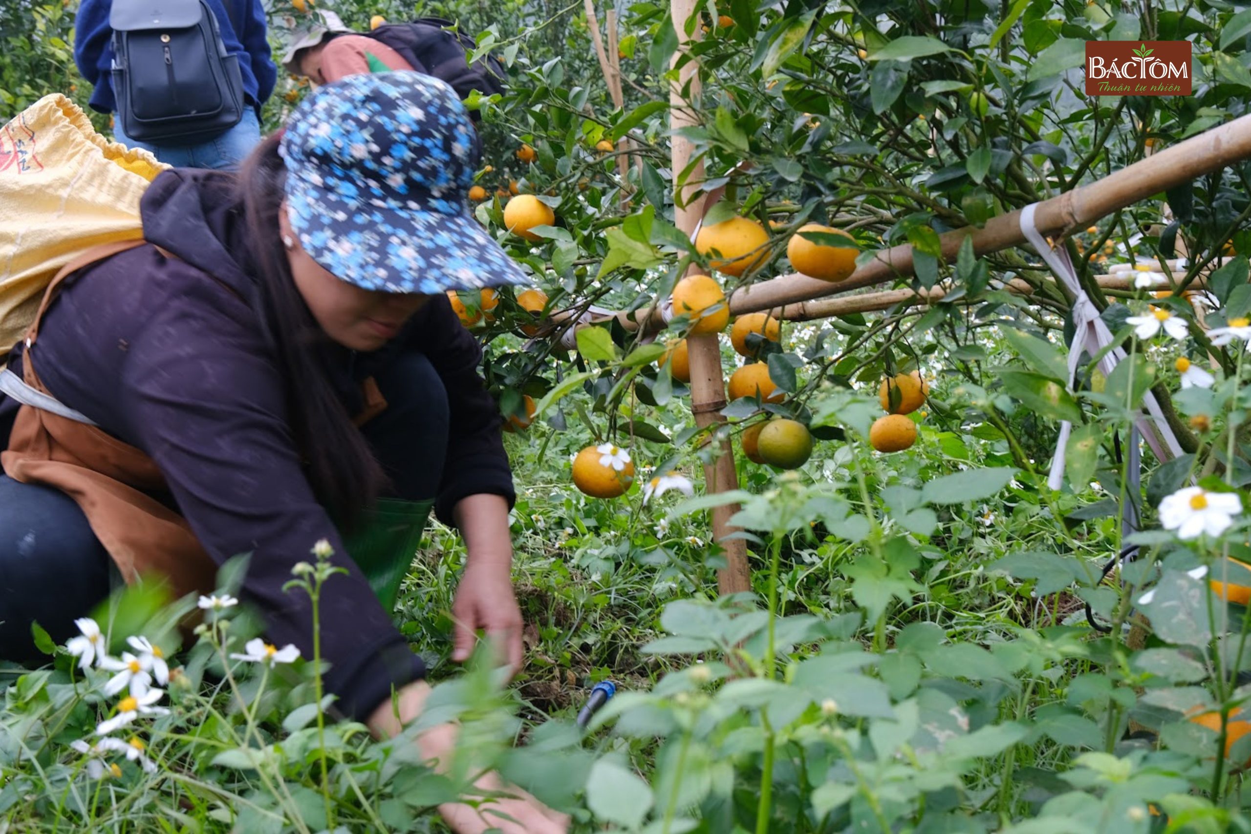 Vườn quýt Sim Vitropi 4
