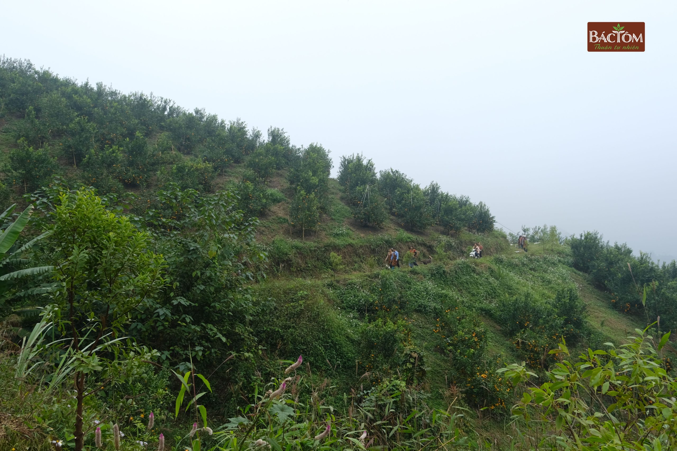 Vườn quýt Sim Vitropi