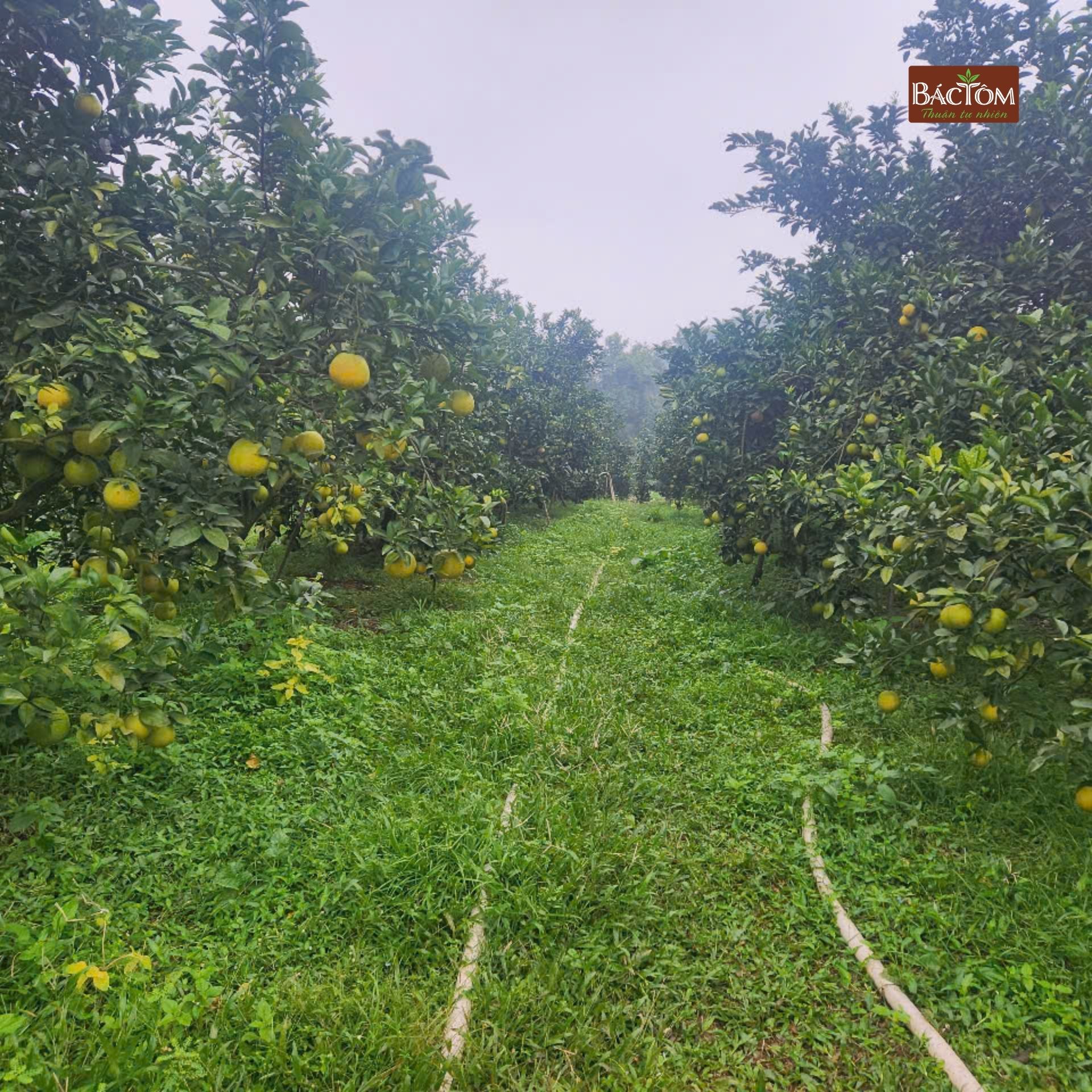 Cam giòn thượng lộc