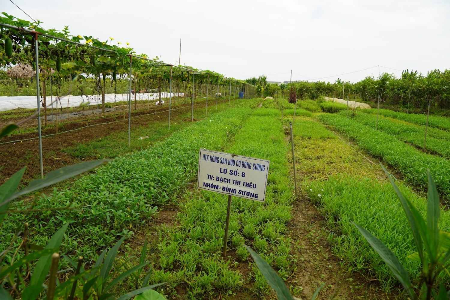 chứng nhận pgs
