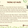 Trứng muối